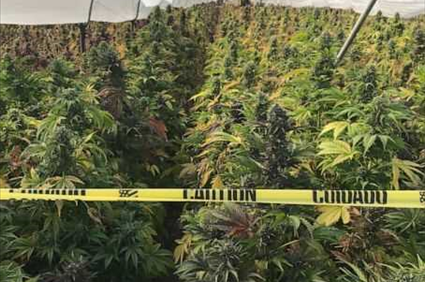 Authorities seize 20 tons of cannabis in massive California bust